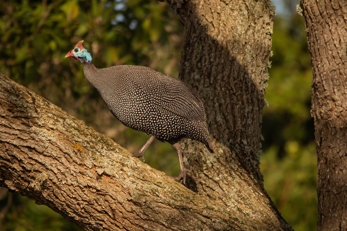 Helmeted Guineafowl - ML620749477