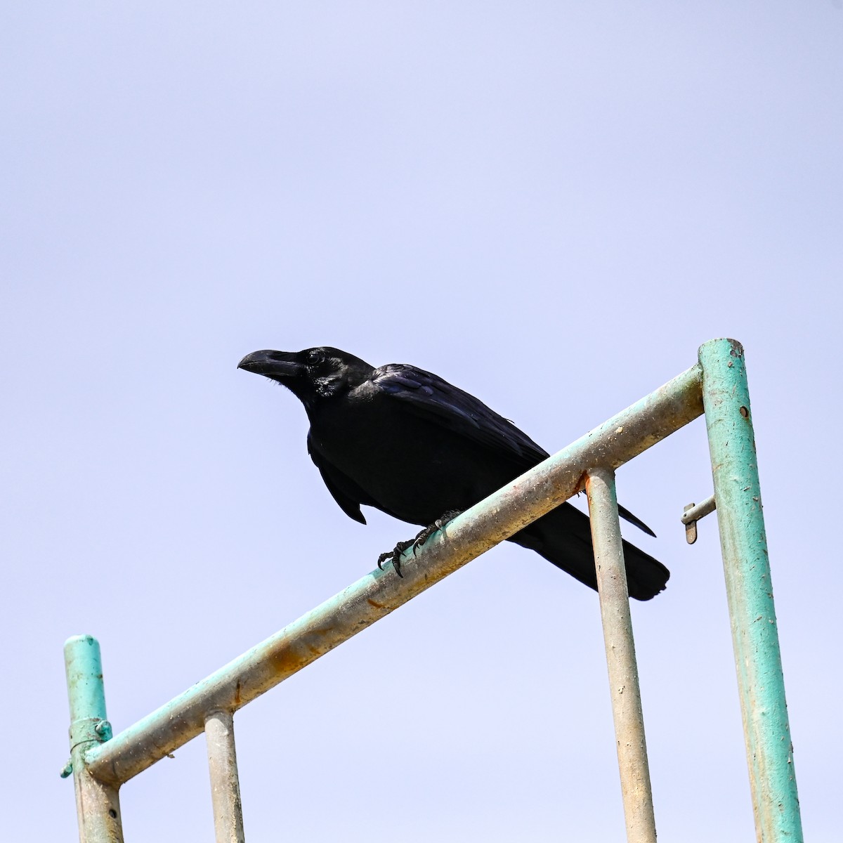 Large-billed Crow - ML620749478