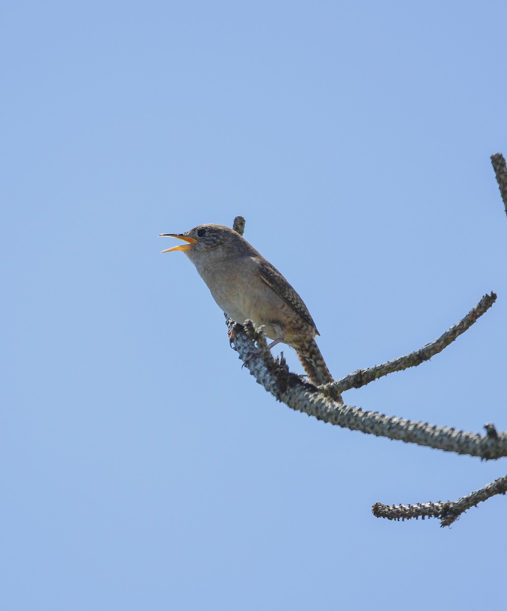 House Wren - ML620749479