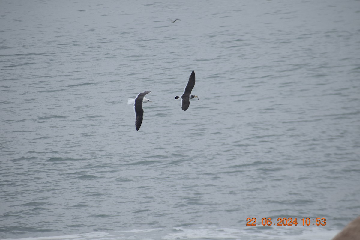 Belcher's Gull - ML620749488