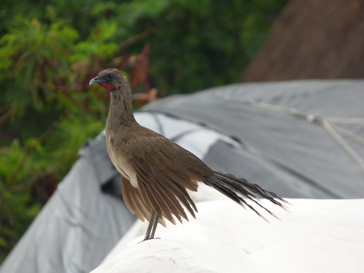 Chachalaca Norteña - ML620749489