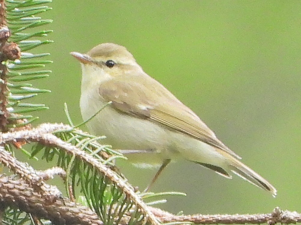 Greenish Warbler - ML620749494