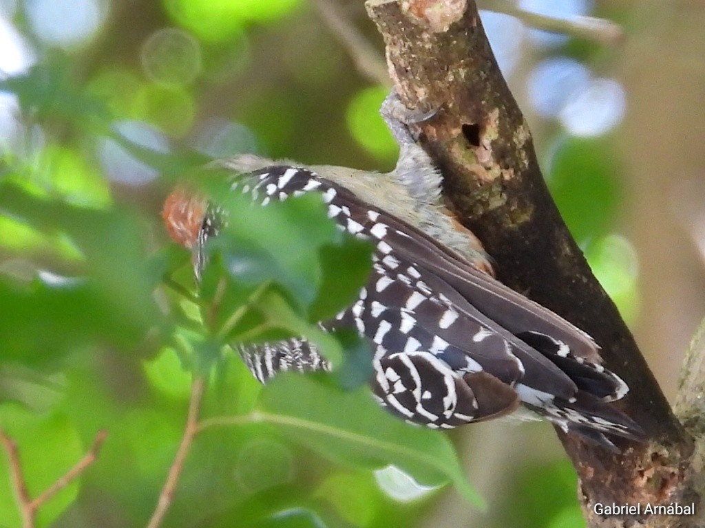 Red-crowned Woodpecker - ML620749499