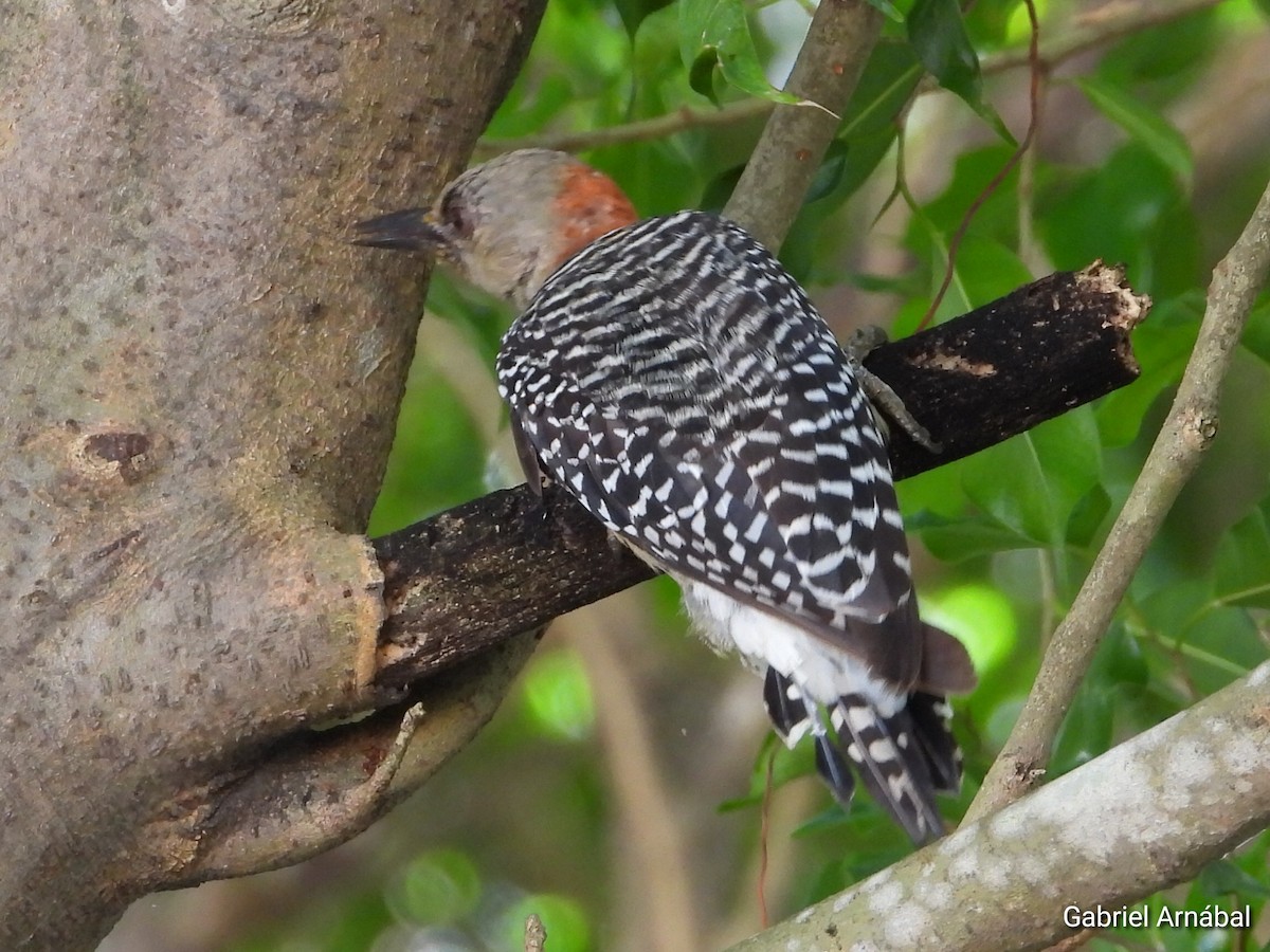 Red-crowned Woodpecker - ML620749502