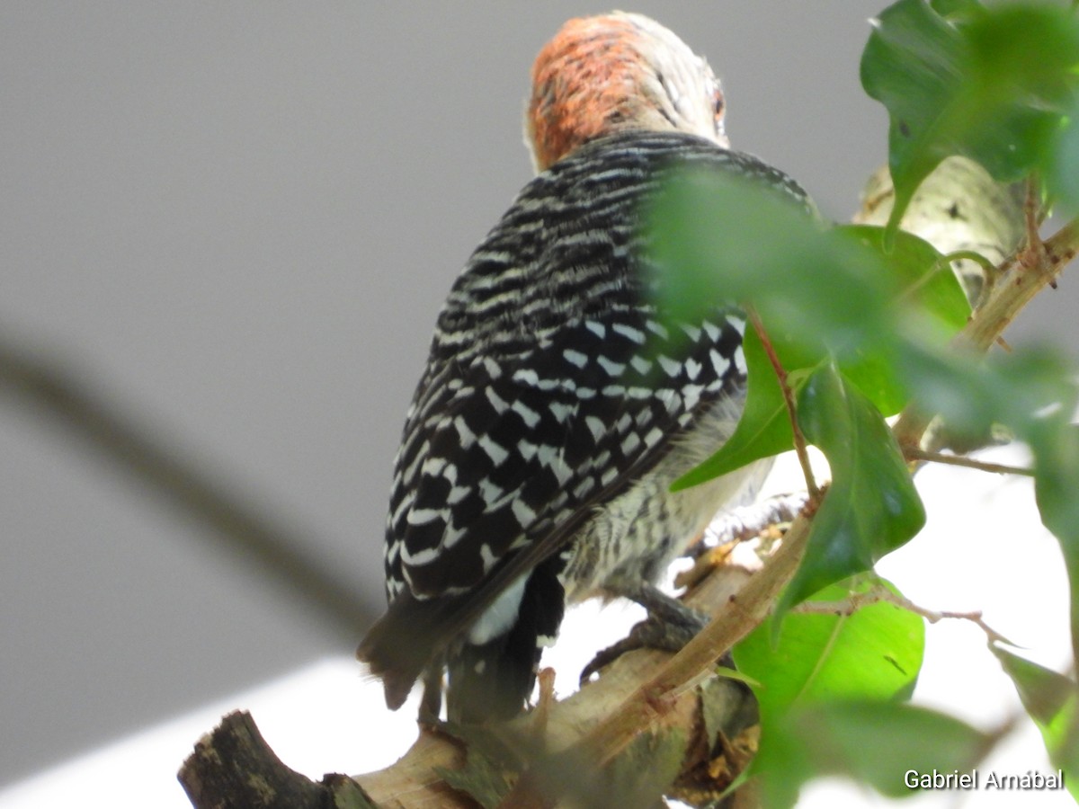 Red-crowned Woodpecker - ML620749505