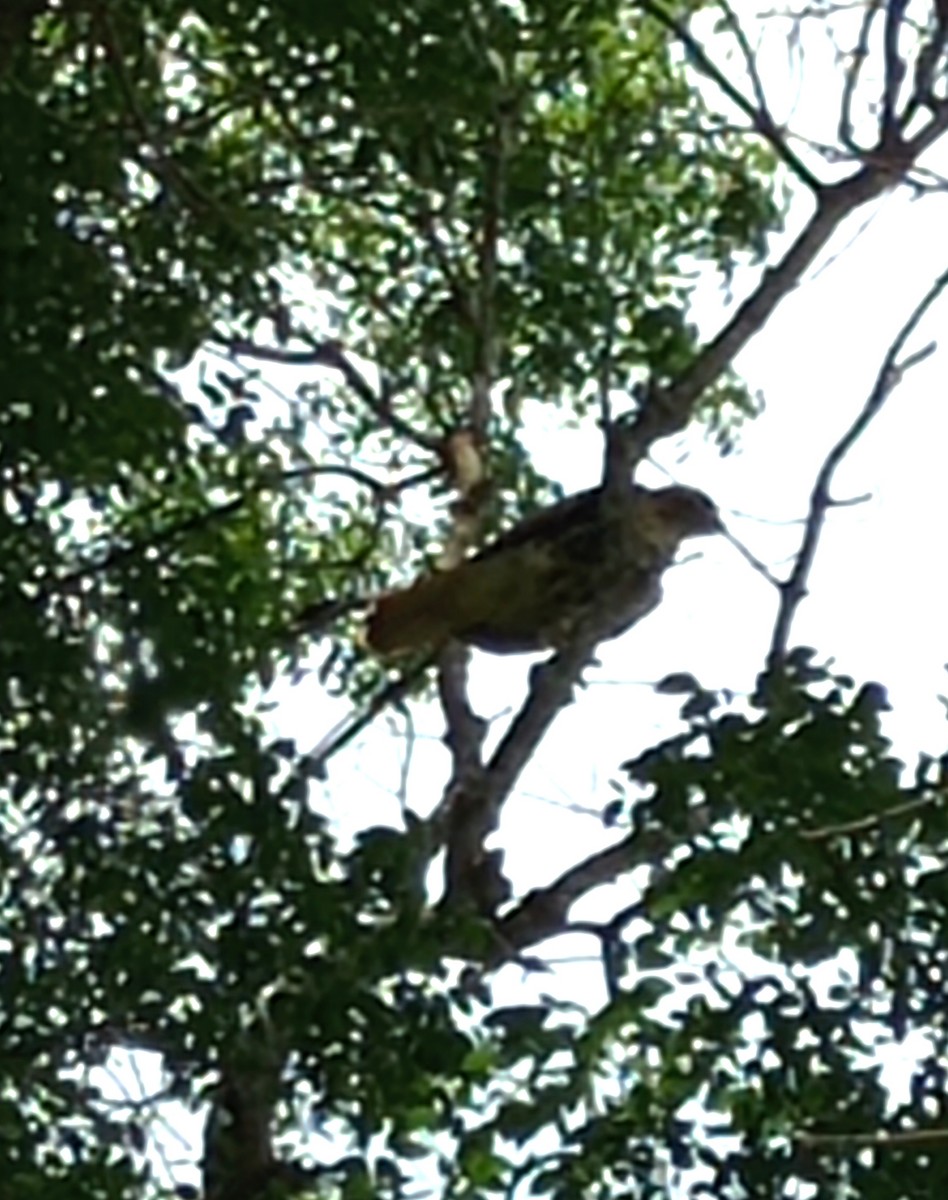 Broad-winged Hawk - ML620749509