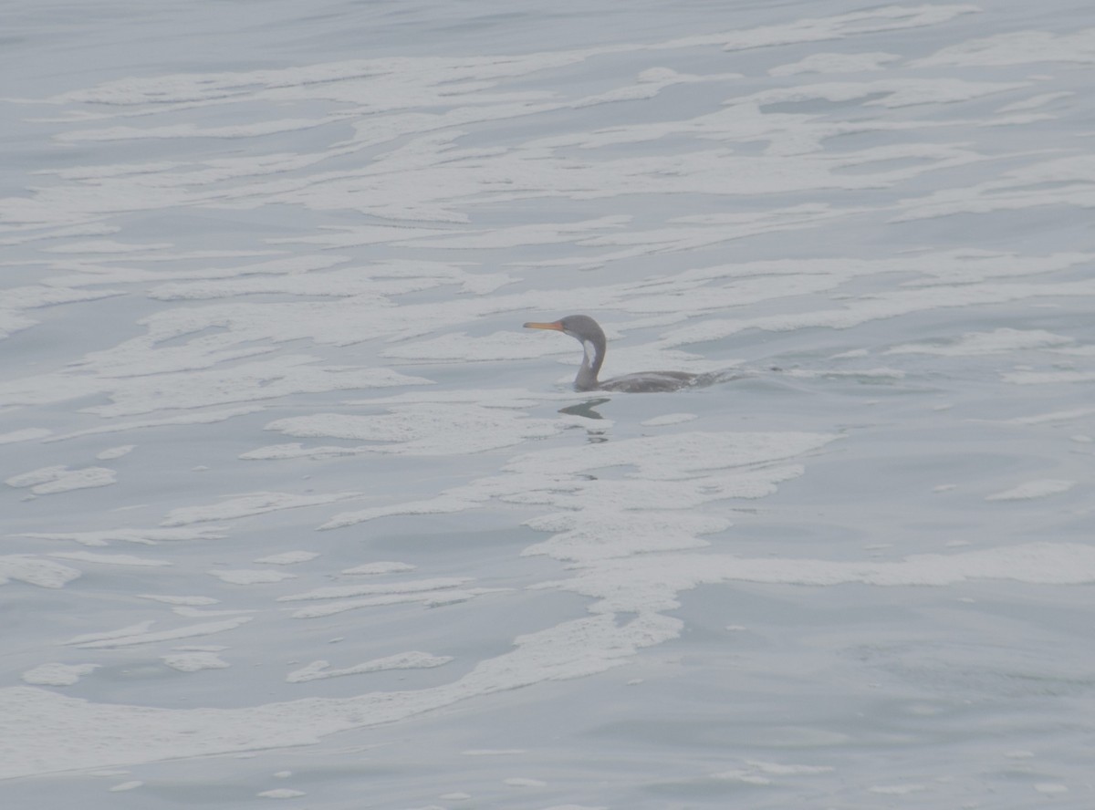 Red-legged Cormorant - ML620749514