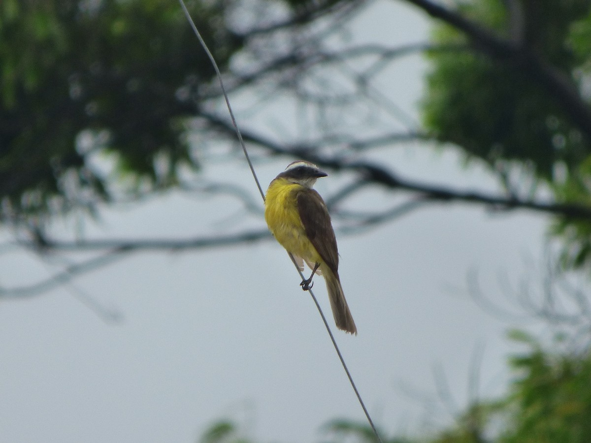 Social Flycatcher - ML620749515