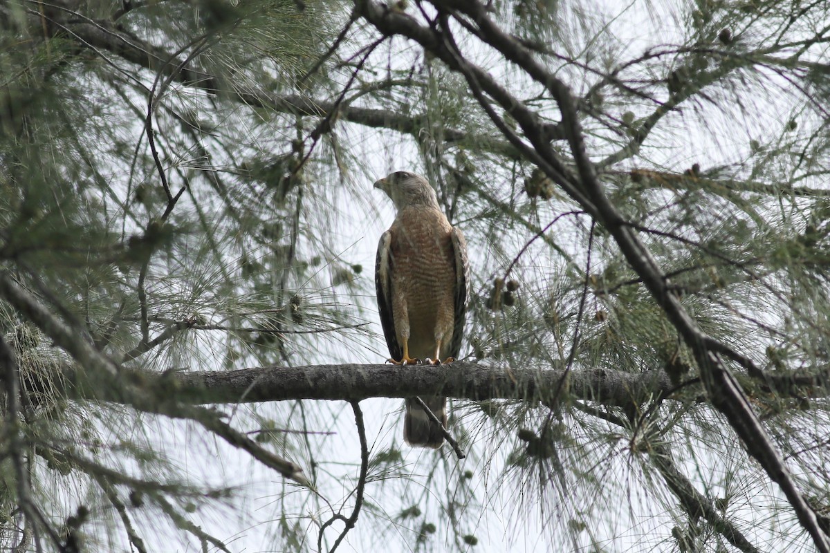 Red-shouldered Hawk (extimus) - ML620749518