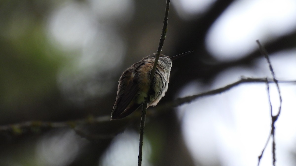 Calliope Hummingbird - Lillian G