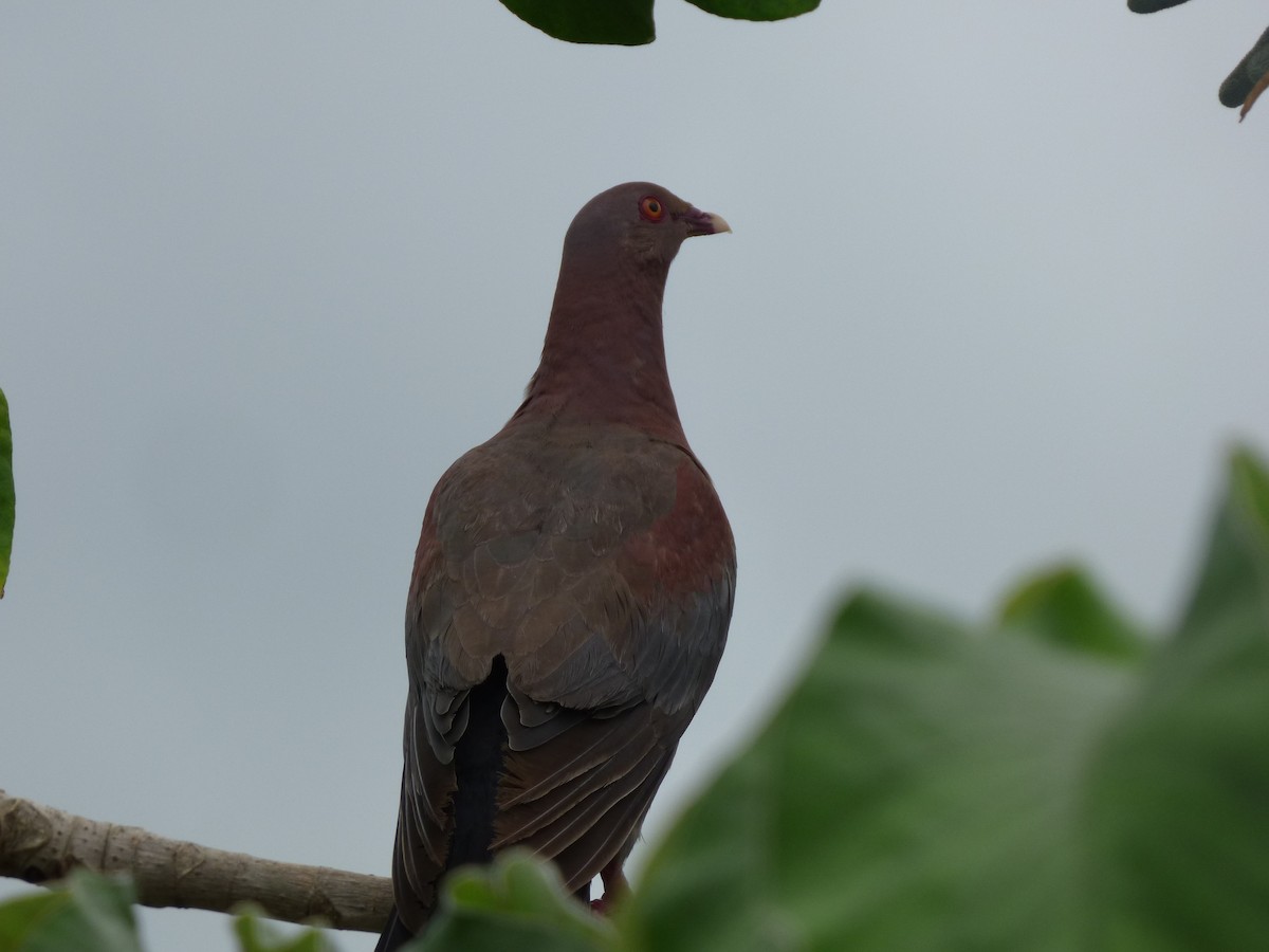 Pigeon à bec rouge - ML620749540
