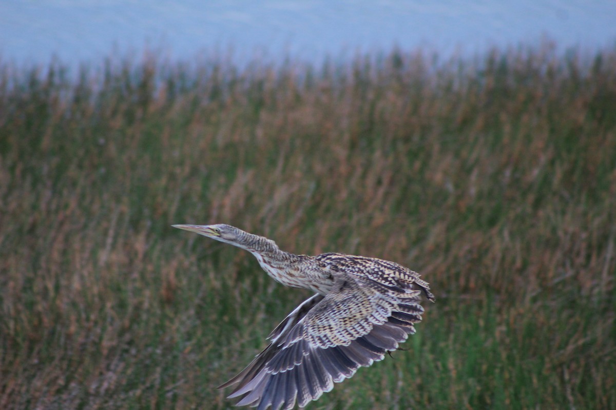 Pinnated Bittern - ML620749552