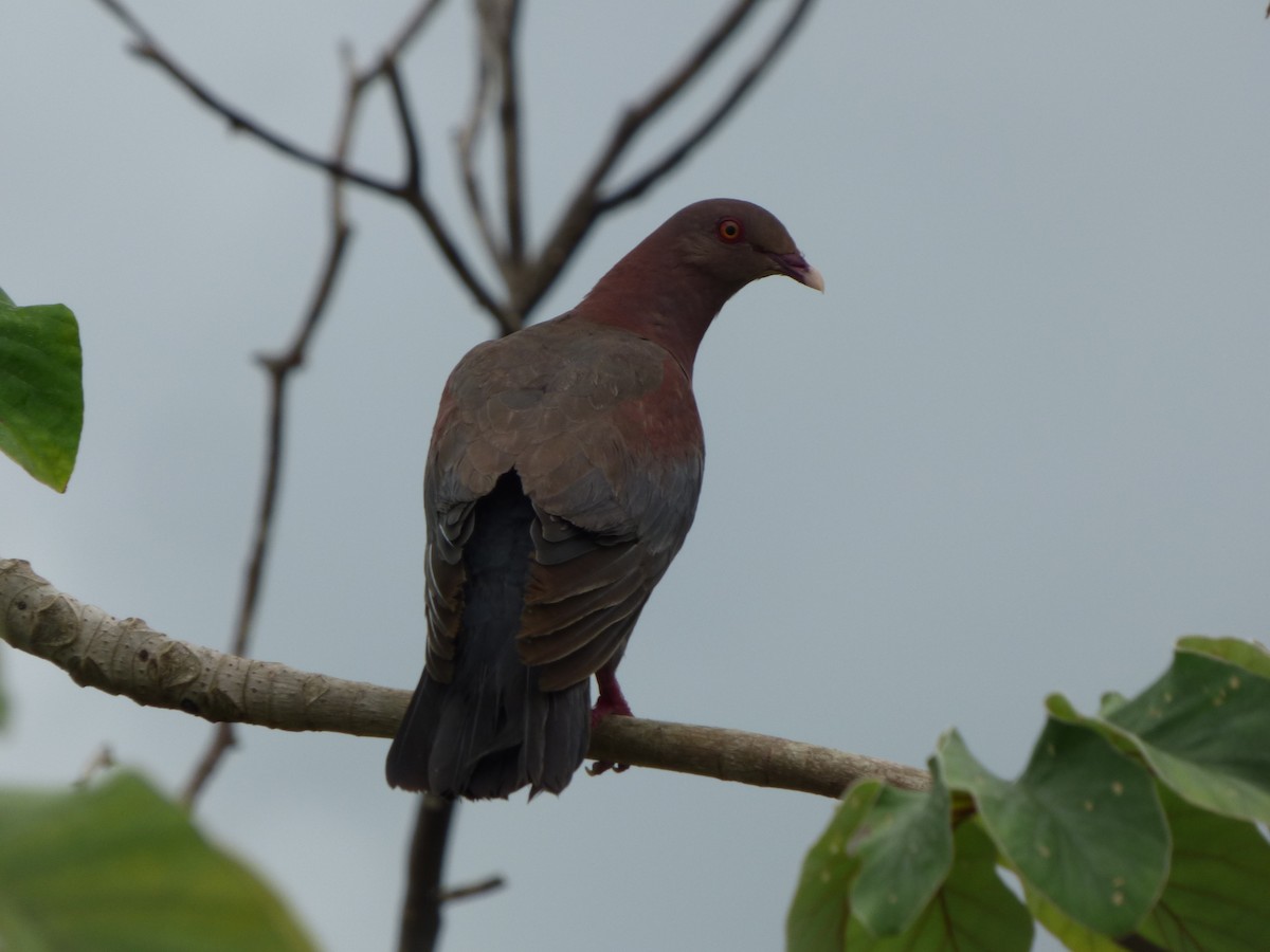 Red-billed Pigeon - ML620749558