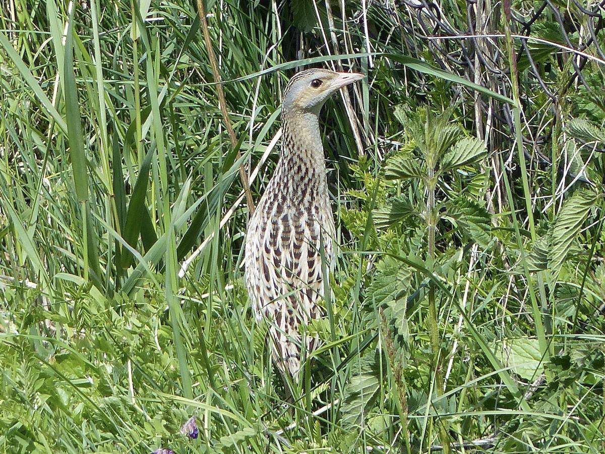 Corn Crake - ML620749570