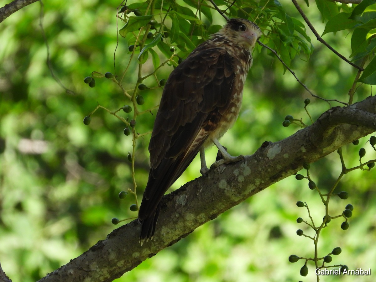 Yellow-headed Caracara - ML620749574