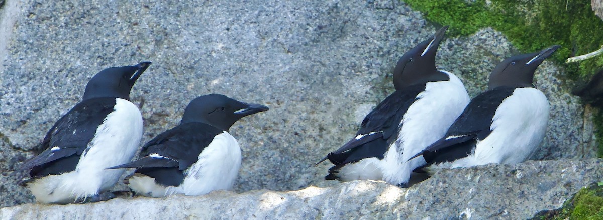 Thick-billed Murre - ML620749576