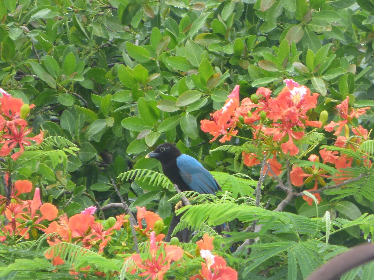 Yucatan Jay - ML620749577