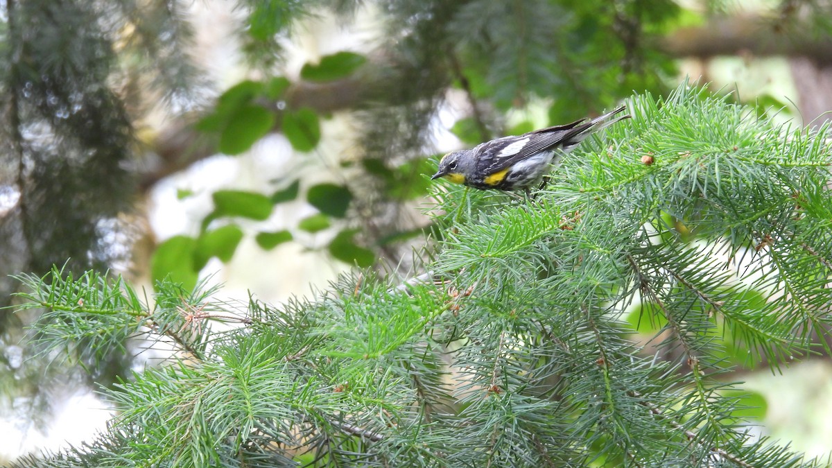 lesňáček žlutoskvrnný (ssp. auduboni) - ML620749580