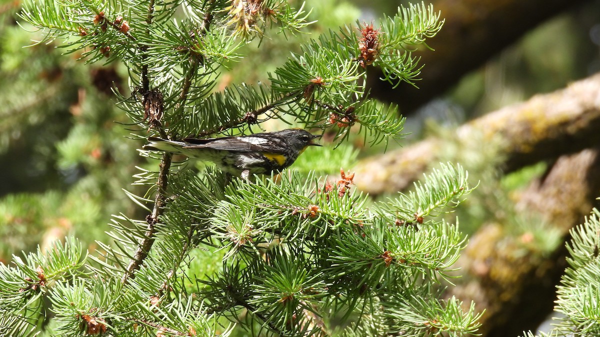 Yellow-rumped Warbler (Audubon's) - ML620749581