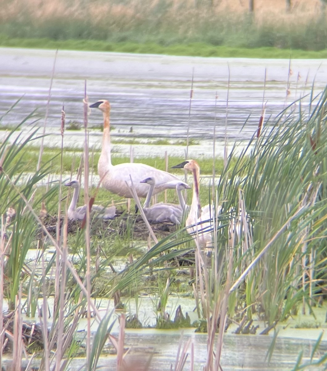 Trumpeter Swan - ML620749582