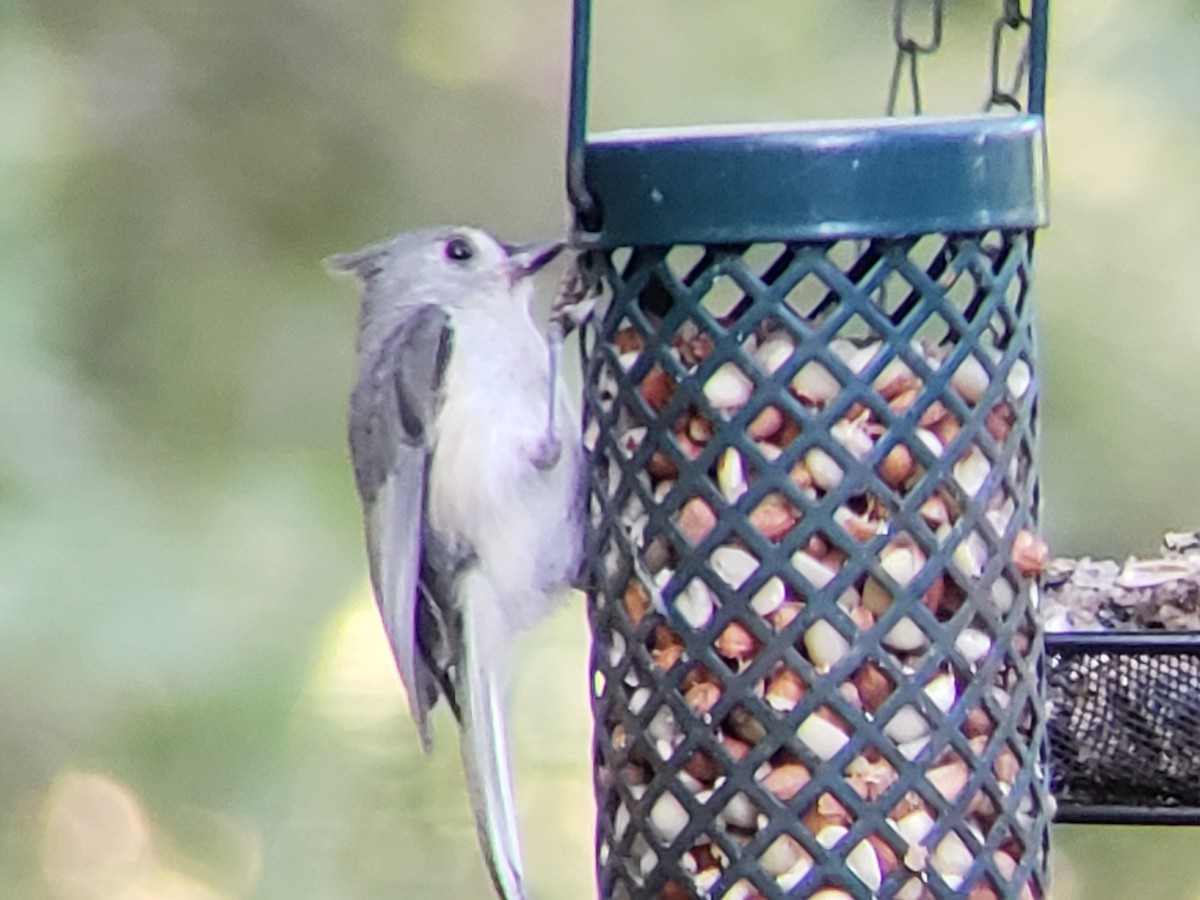 Tufted Titmouse - Michelle Spacek