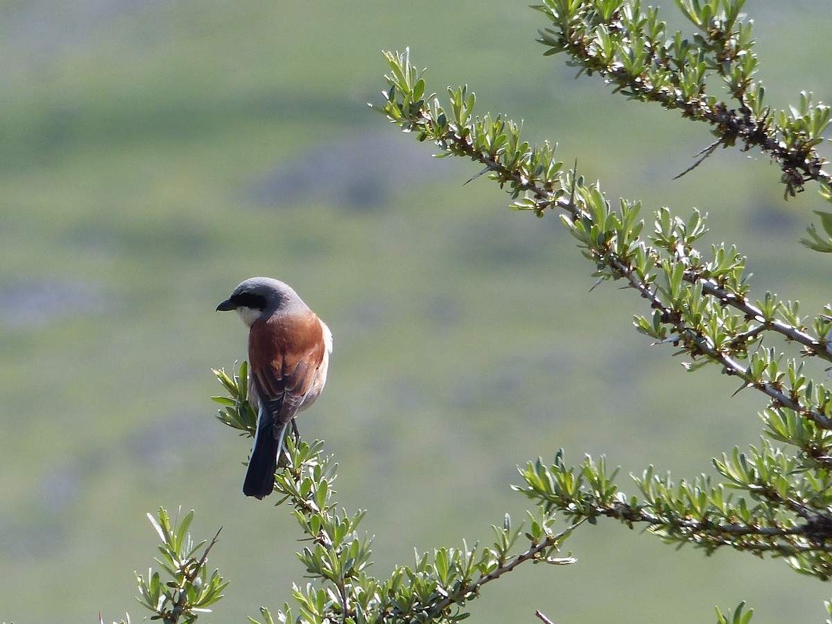 Red-backed Shrike - ML620749585