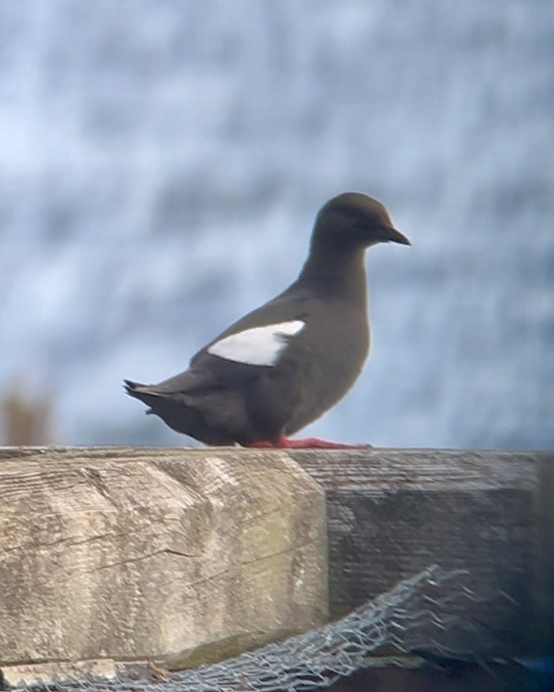 Black Guillemot - ML620749589