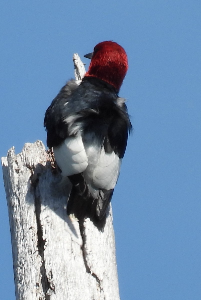 Pic à tête rouge - ML620749590