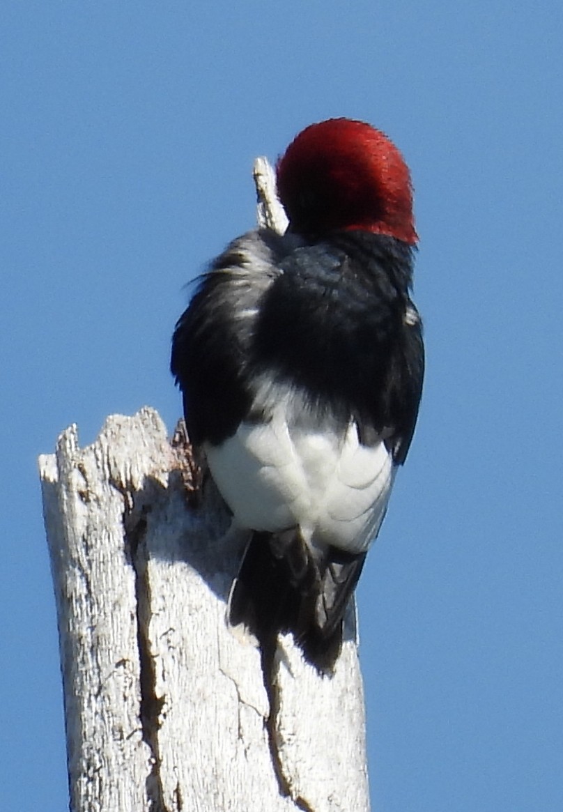 Red-headed Woodpecker - Jeffrey Blalock