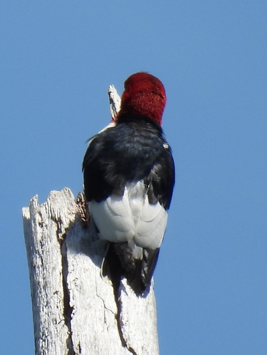 Red-headed Woodpecker - ML620749592