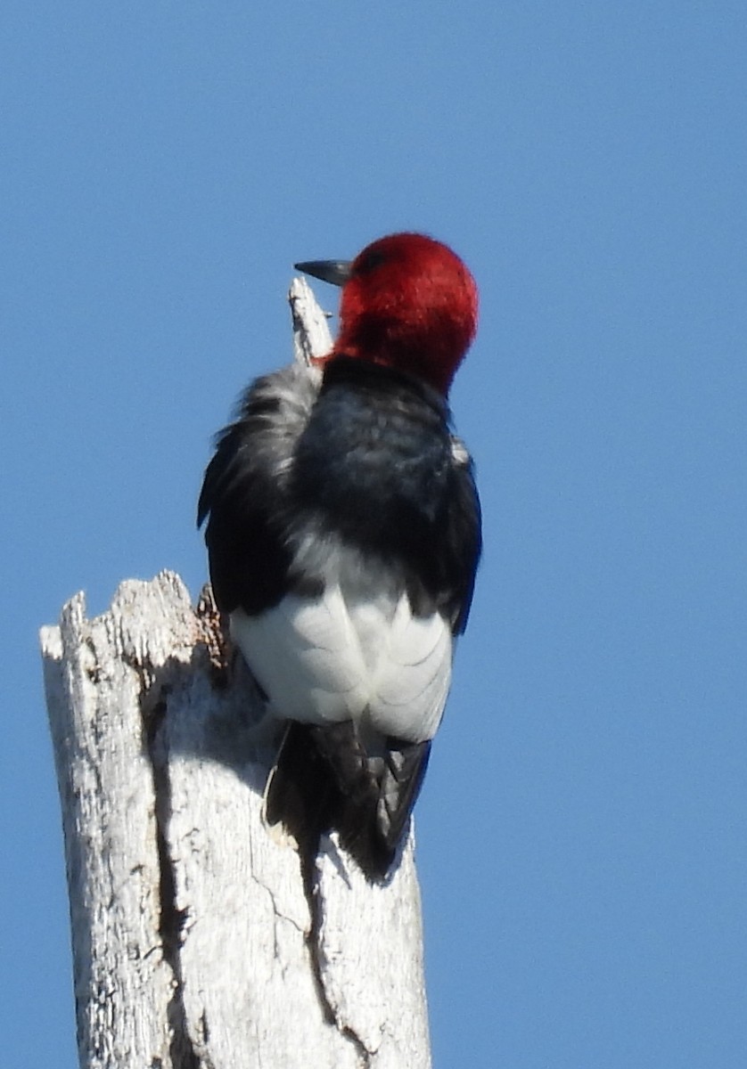 Red-headed Woodpecker - ML620749593