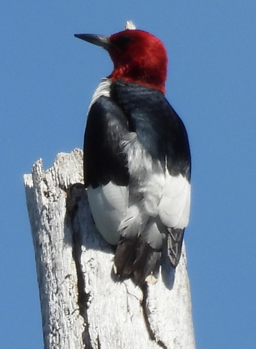 Red-headed Woodpecker - ML620749594