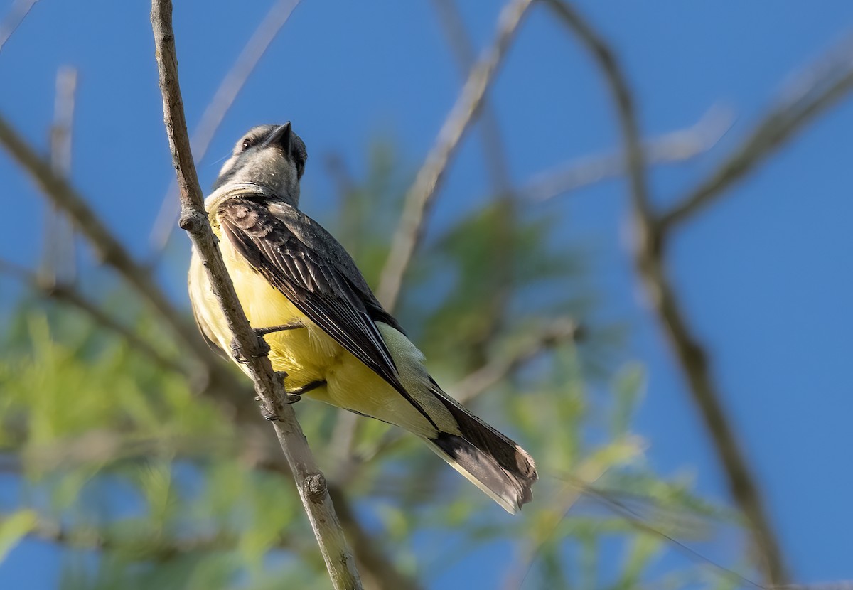 Western Kingbird - ML620749600