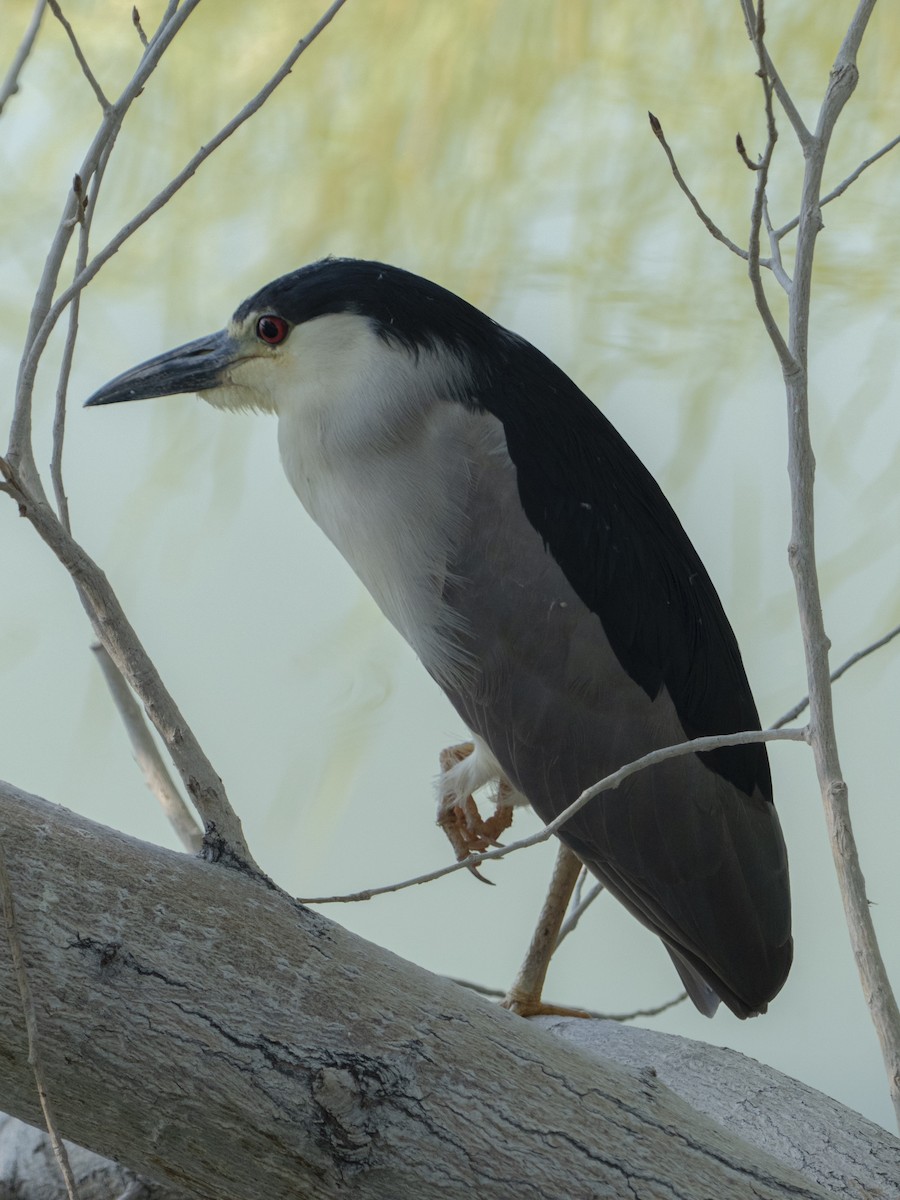 Black-crowned Night Heron - ML620749602