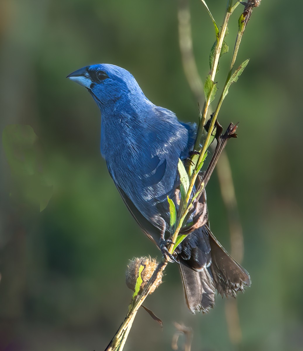 Blue Grosbeak - Pat Tomsho