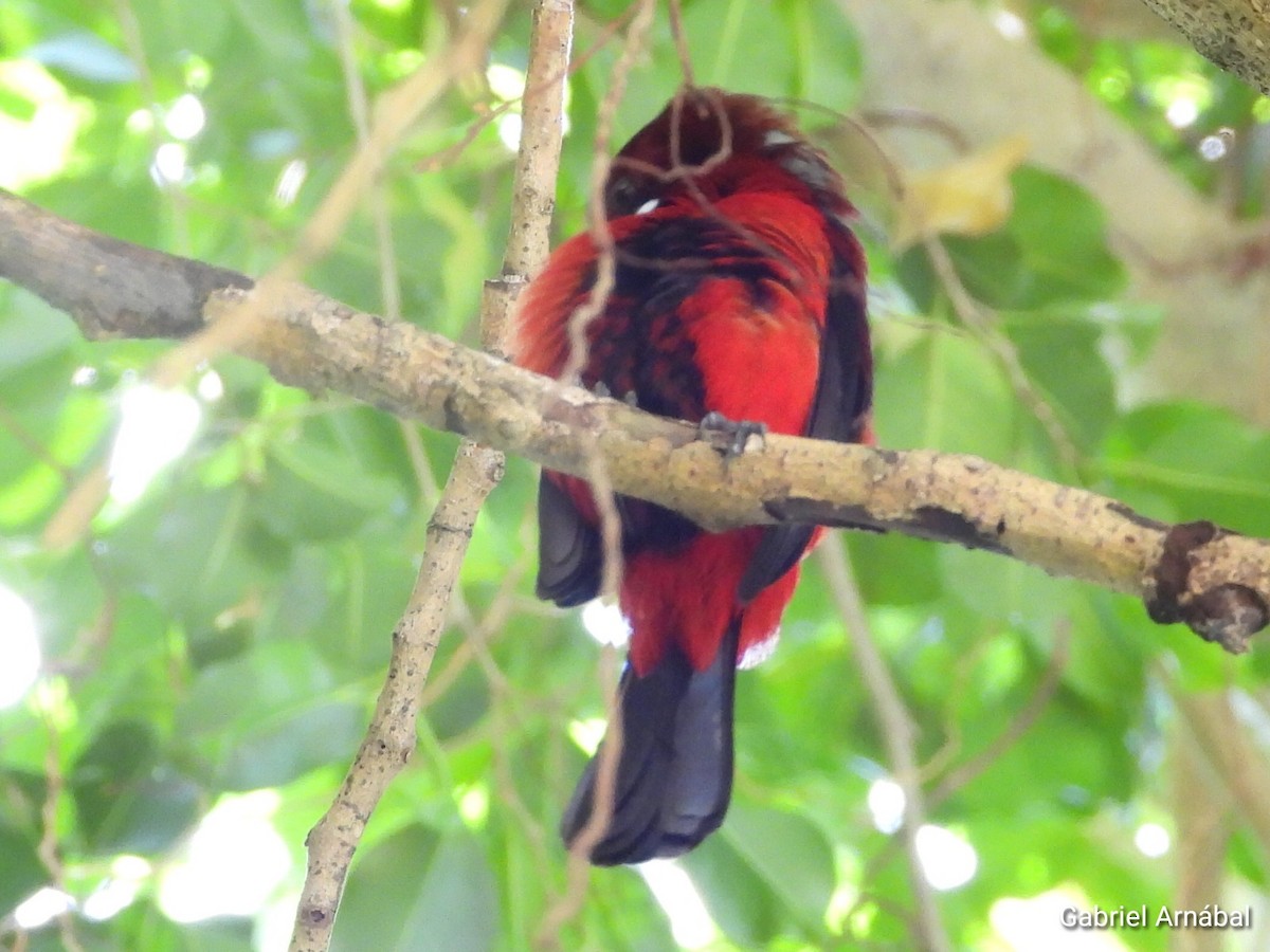 Crimson-backed Tanager - ML620749608