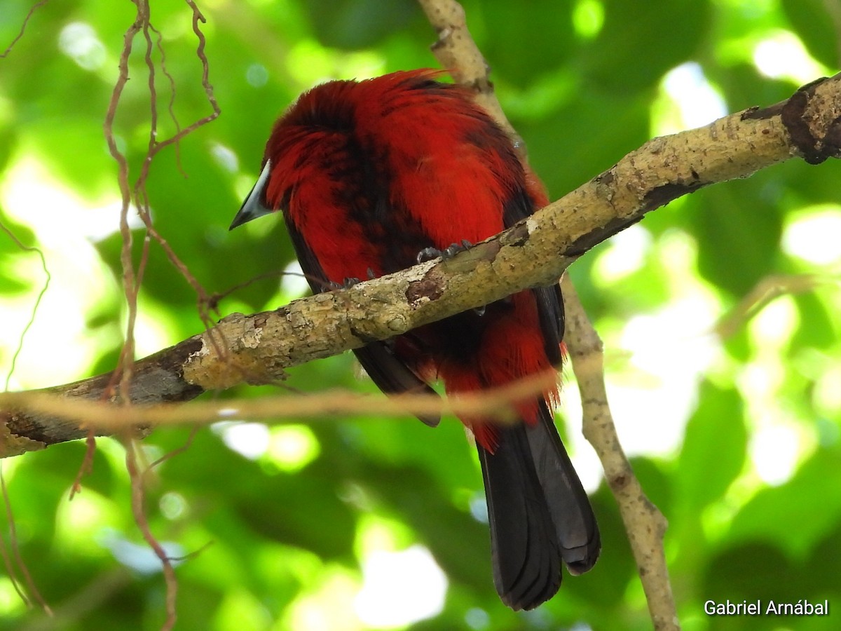 Crimson-backed Tanager - Gabriel Arnábal