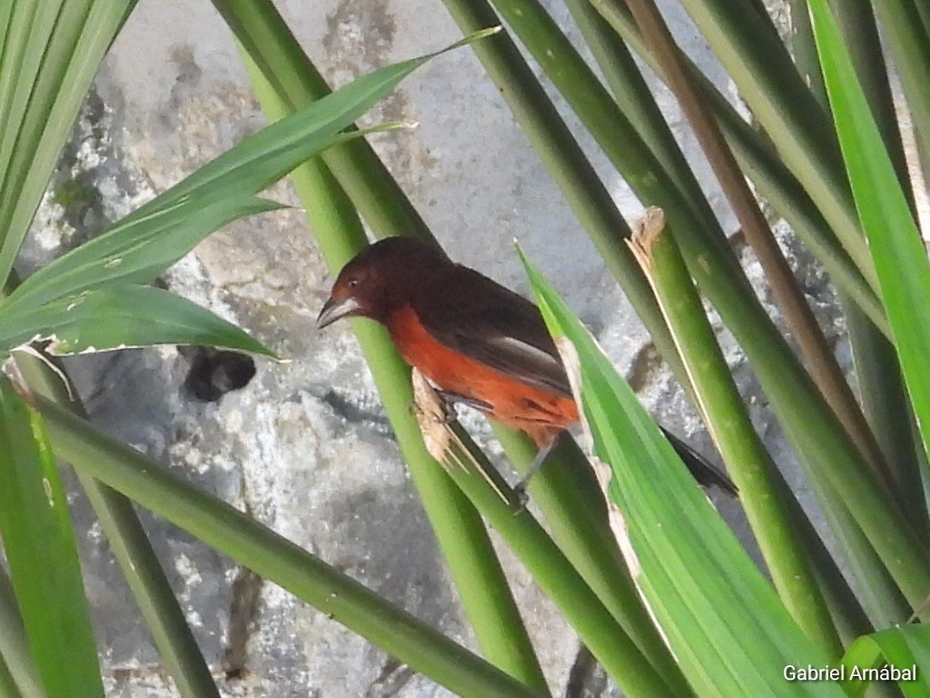 Crimson-backed Tanager - ML620749610