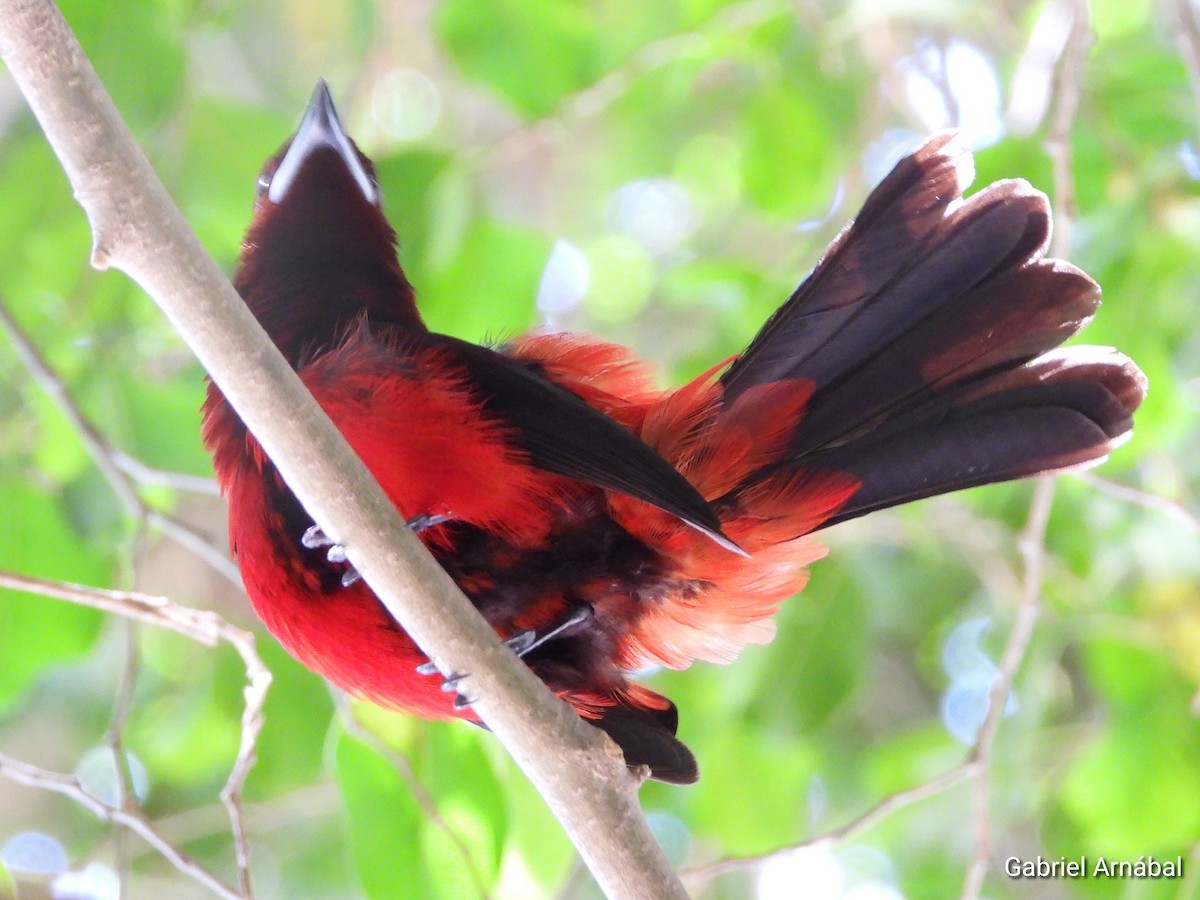 Crimson-backed Tanager - ML620749613