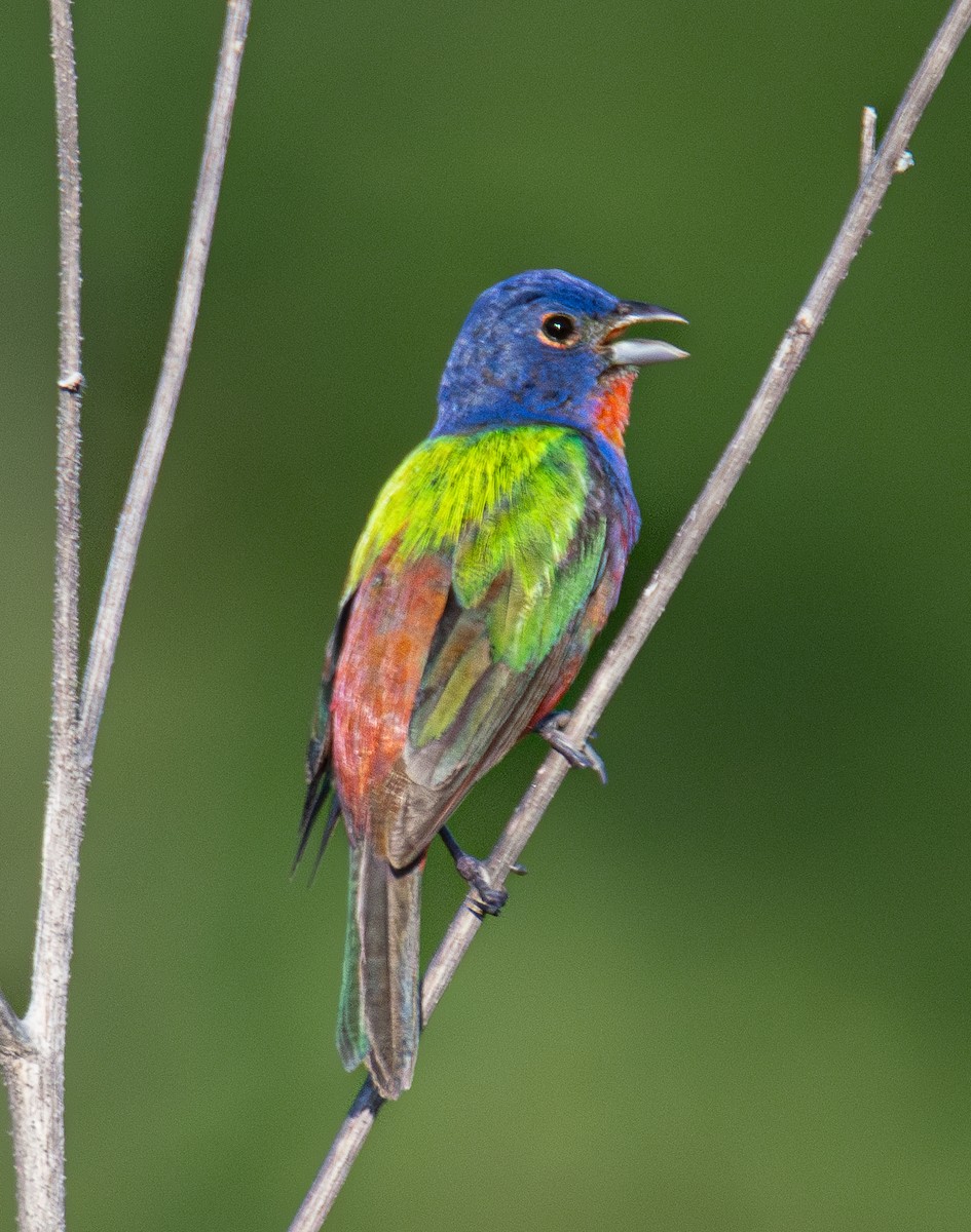Painted Bunting - ML620749614