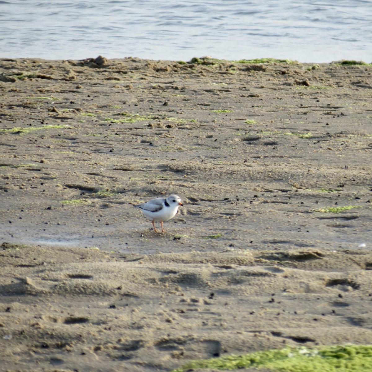 Piping Plover - ML620749621