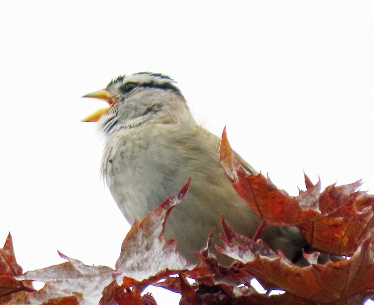 White-crowned Sparrow - ML620749627