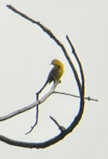 Prothonotary Warbler - ML620749629
