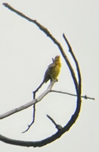 Prothonotary Warbler - ML620749630