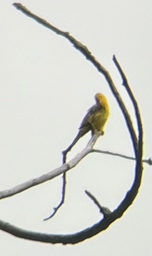Prothonotary Warbler - ML620749631