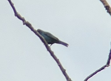 Indigo Bunting - ML620749636