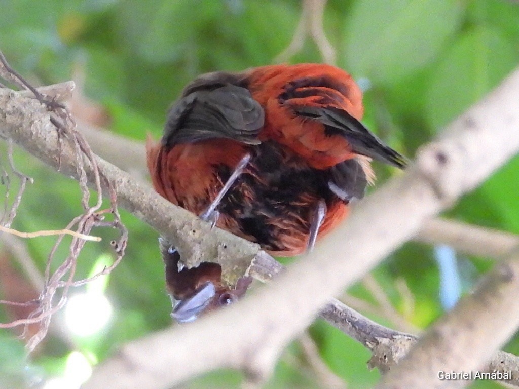 Crimson-backed Tanager - ML620749639