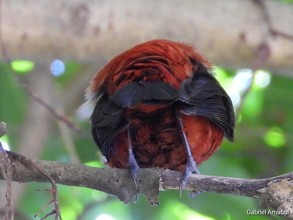 Crimson-backed Tanager - ML620749640