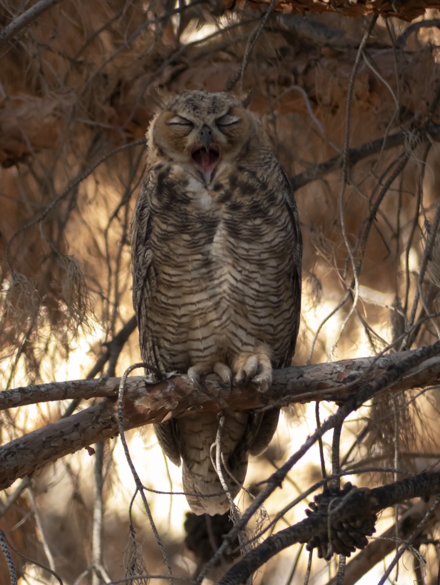 Great Horned Owl - ML620749641