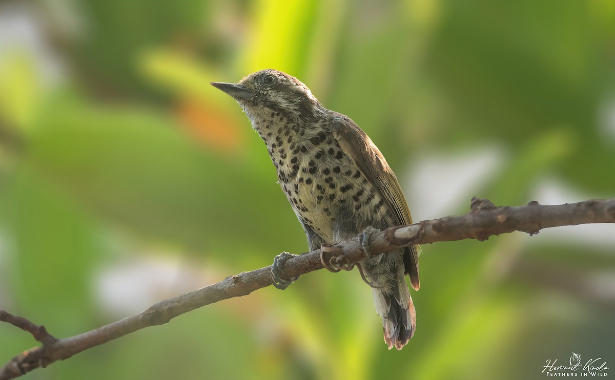 Speckled Piculet - ML620749643